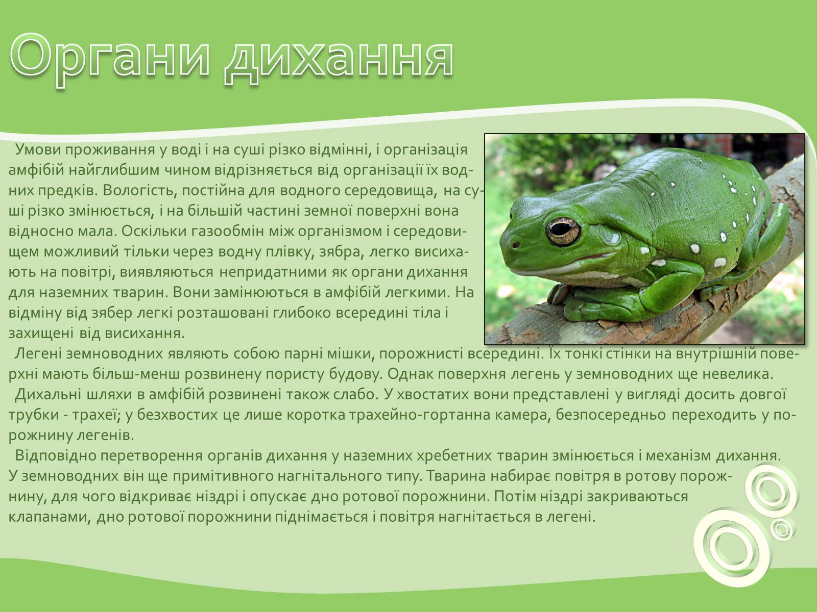 Презентація на тему «Земноводні або Амфібії» - Слайд #7 Презентація на тему «Земноводні або Амфібії» - Слайд #7