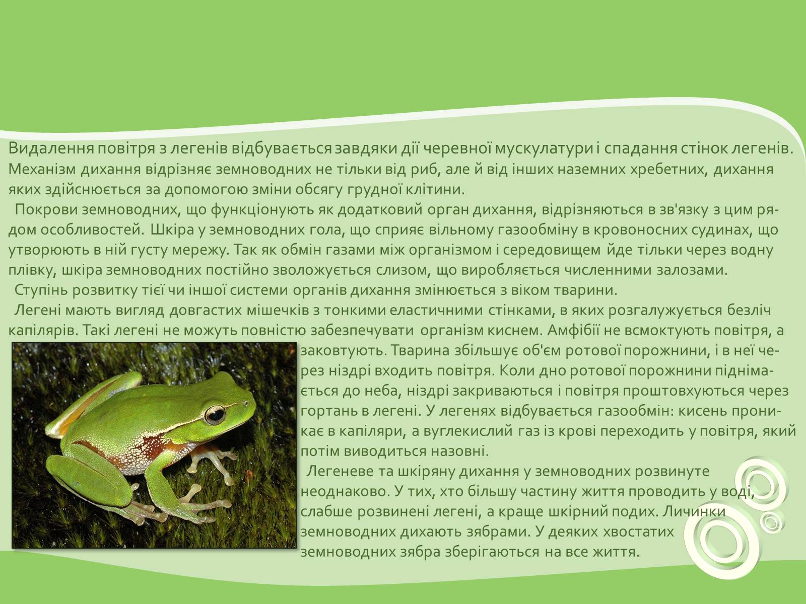 Презентація на тему «Земноводні або Амфібії» - Слайд #8 Презентація на тему «Земноводні або Амфібії» - Слайд #8