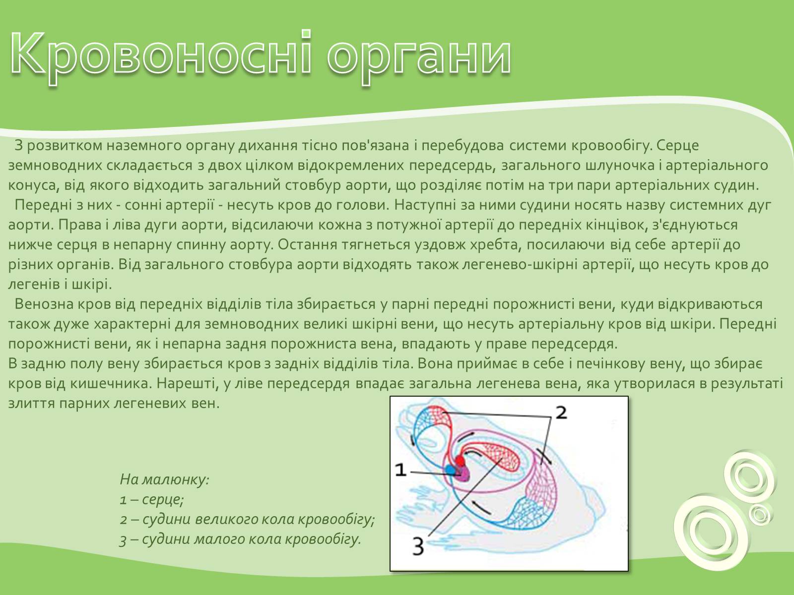 Презентація на тему «Земноводні або Амфібії» - Слайд #9 Презентація на тему «Земноводні або Амфібії» - Слайд #9