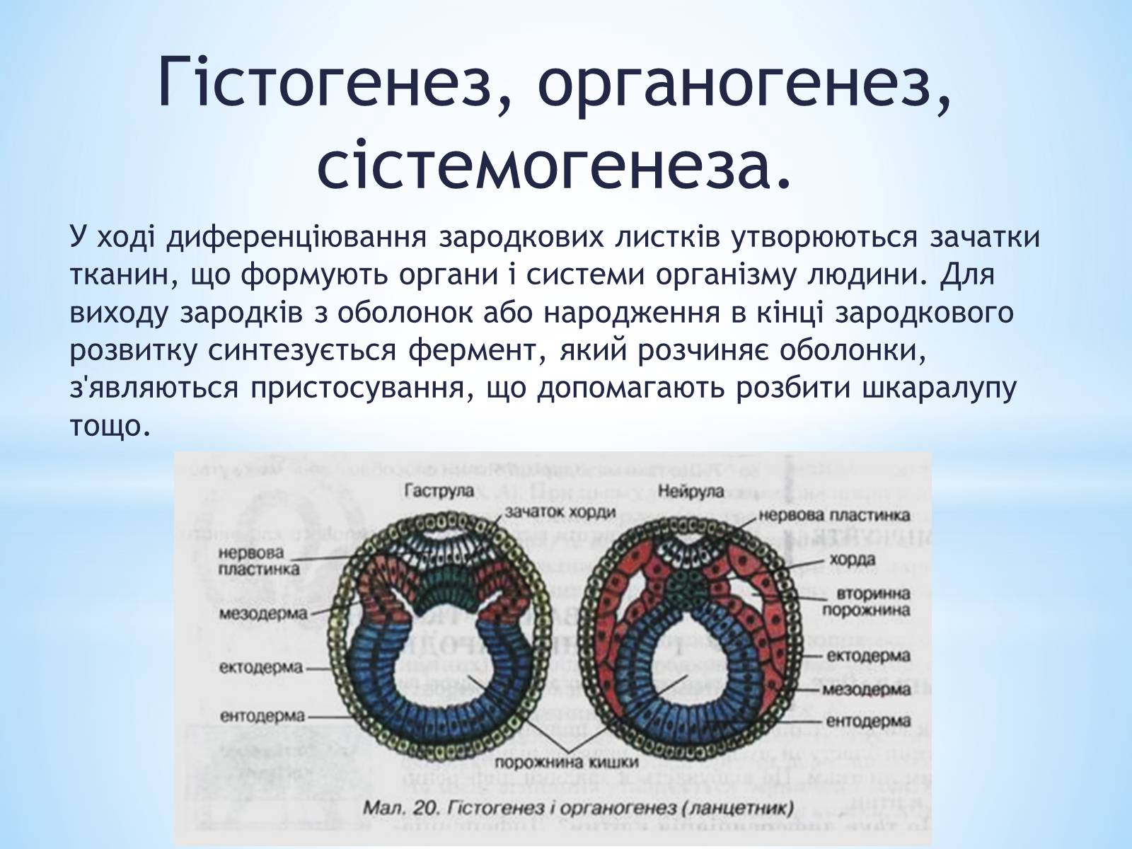 Презентація на тему «Ембріогенез» - Слайд #8 Презентація на тему «Ембріогенез» - Слайд #8