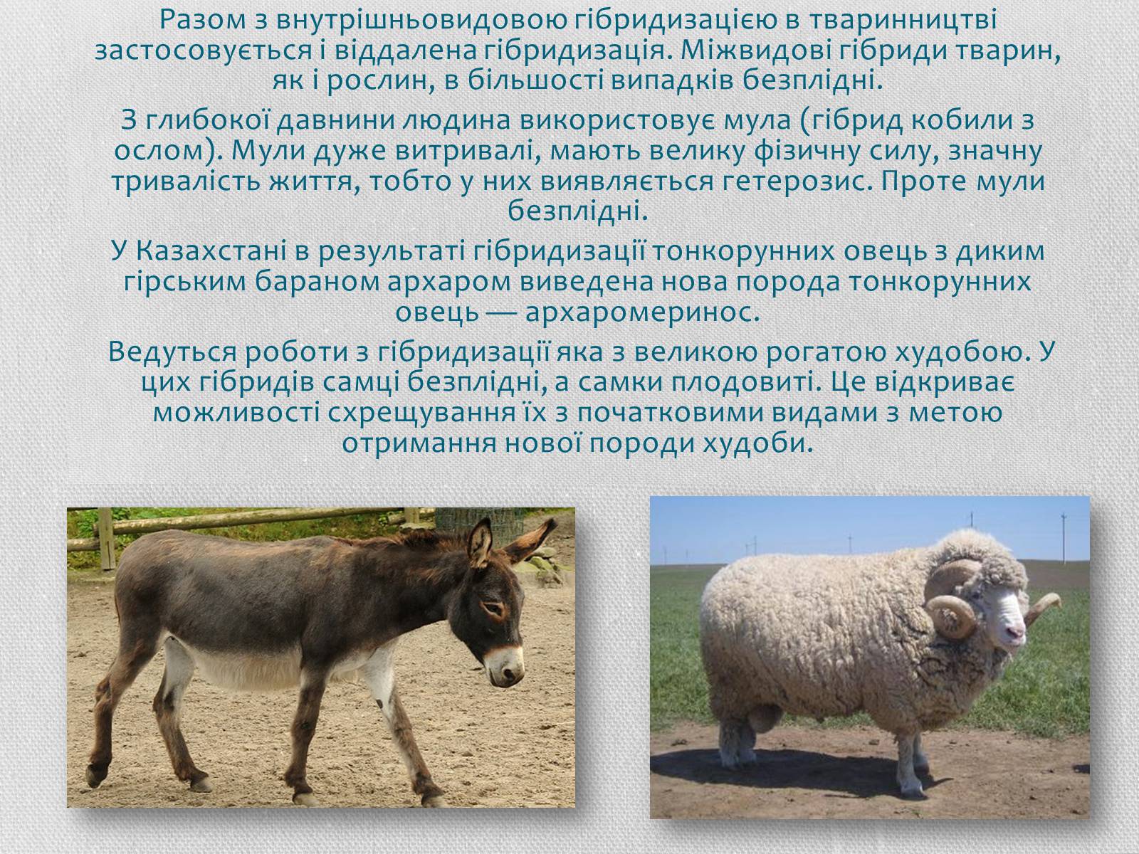Презентація на тему «Селекція тварин» (варіант 2) - Слайд #10 Презентація на тему «Селекція тварин» (варіант 2) - Слайд #10