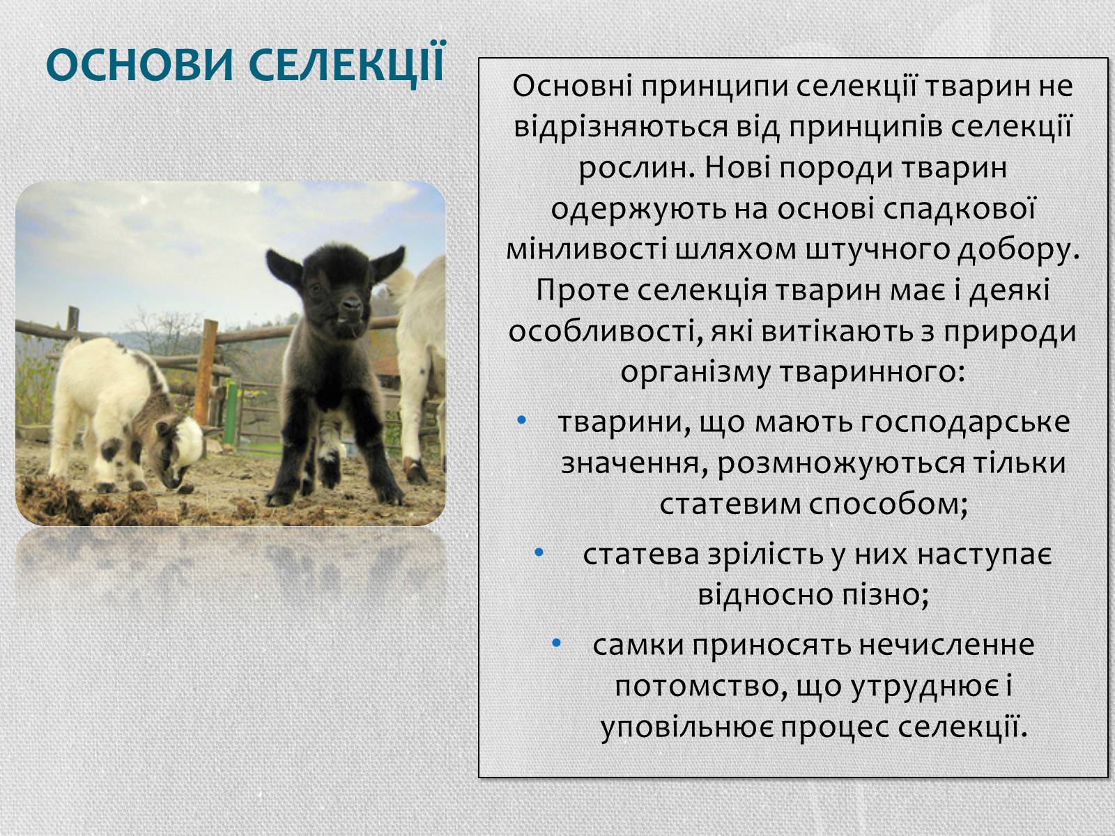 Презентація на тему «Селекція тварин» (варіант 2) - Слайд #2 Презентація на тему «Селекція тварин» (варіант 2) - Слайд #2