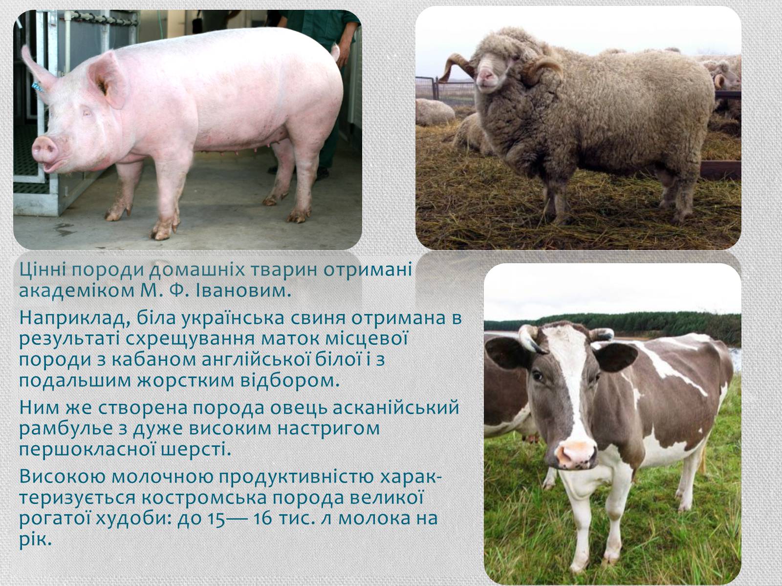 Презентація на тему «Селекція тварин» (варіант 2) - Слайд #9 Презентація на тему «Селекція тварин» (варіант 2) - Слайд #9