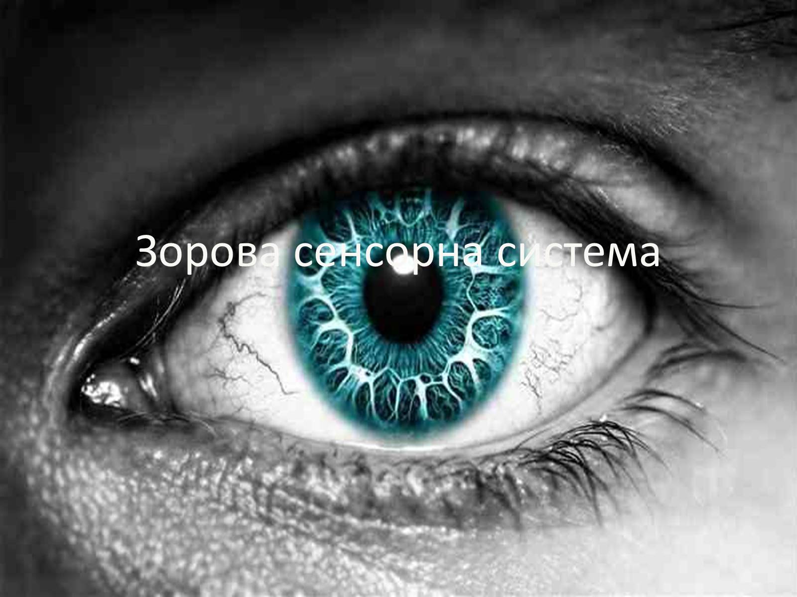 Презентація на тему «Зорова сенсорна система» - Слайд #1 Презентація на тему «Зорова сенсорна система» - Слайд #1