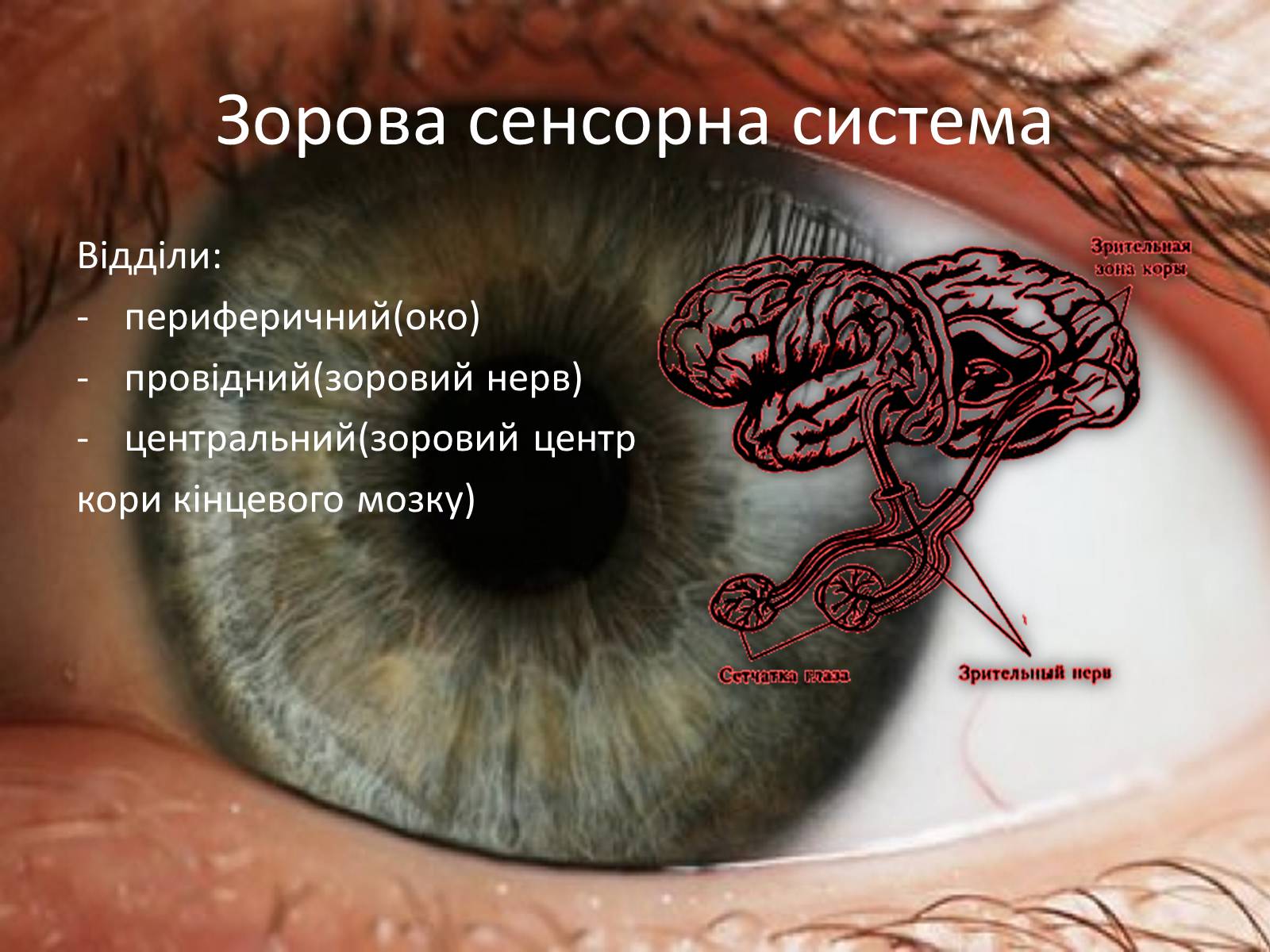 Презентація на тему «Зорова сенсорна система» - Слайд #2 Презентація на тему «Зорова сенсорна система» - Слайд #2