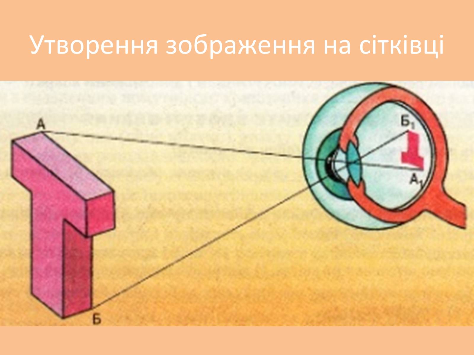 Презентація на тему «Зорова сенсорна система» - Слайд #5 Презентація на тему «Зорова сенсорна система» - Слайд #5