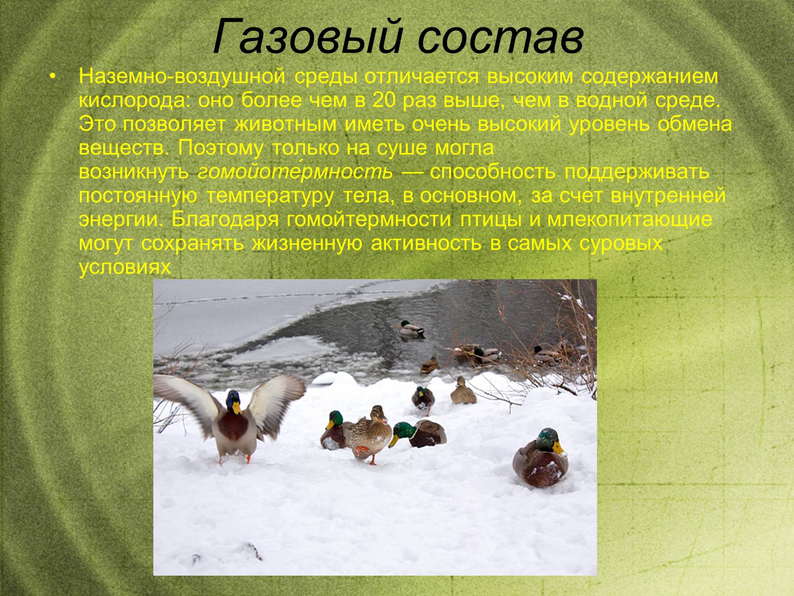 Презентація на тему «Наземно-воздушная среда обитания» - Слайд #10 Презентація на тему «Наземно-воздушная среда обитания» - Слайд #10