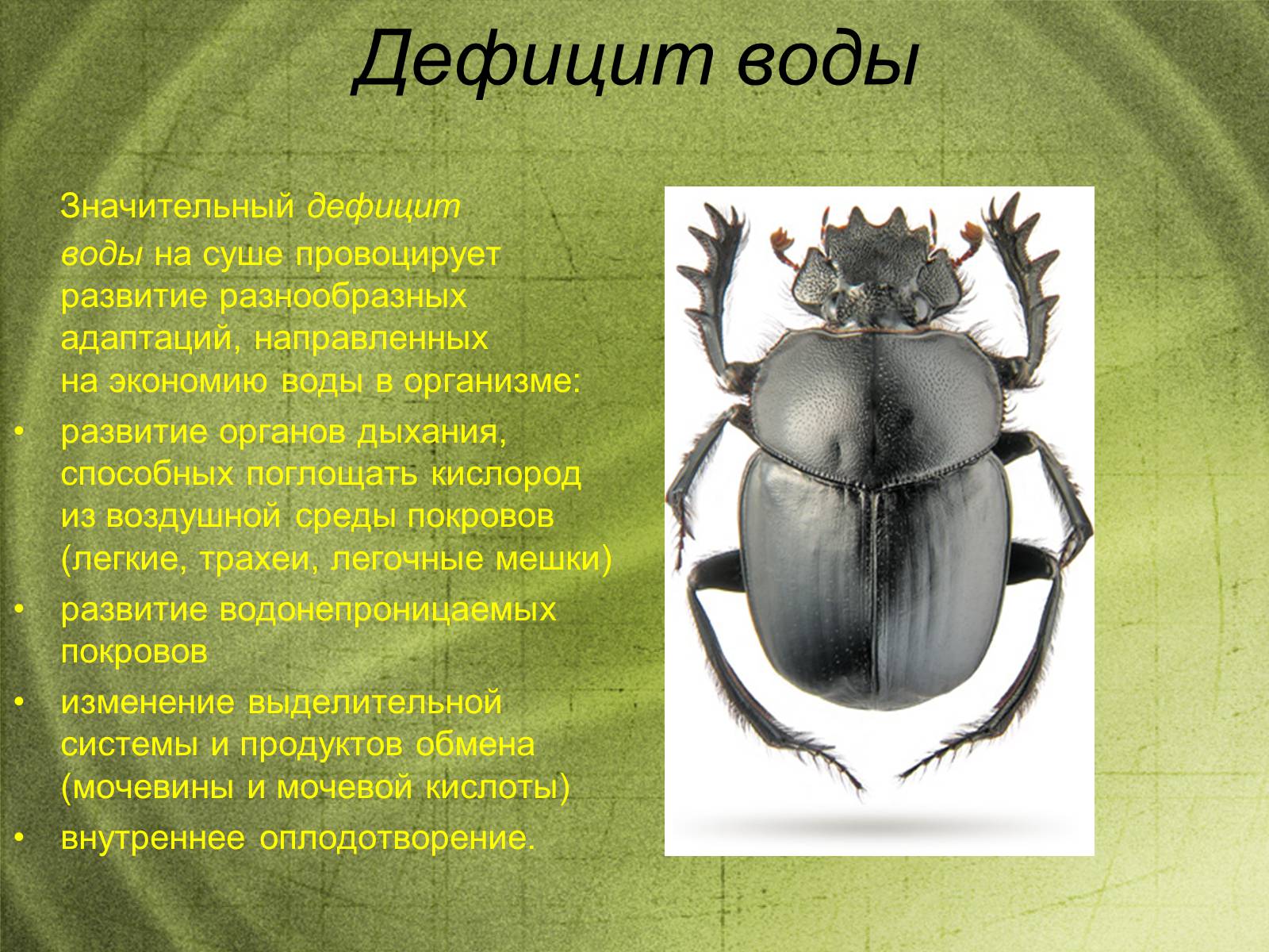 Презентація на тему «Наземно-воздушная среда обитания» - Слайд #13 Презентація на тему «Наземно-воздушная среда обитания» - Слайд #13