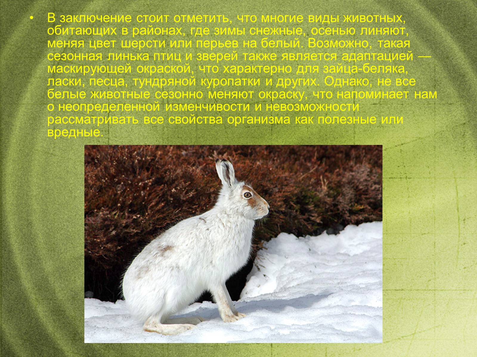 Презентація на тему «Наземно-воздушная среда обитания» - Слайд #16 Презентація на тему «Наземно-воздушная среда обитания» - Слайд #16