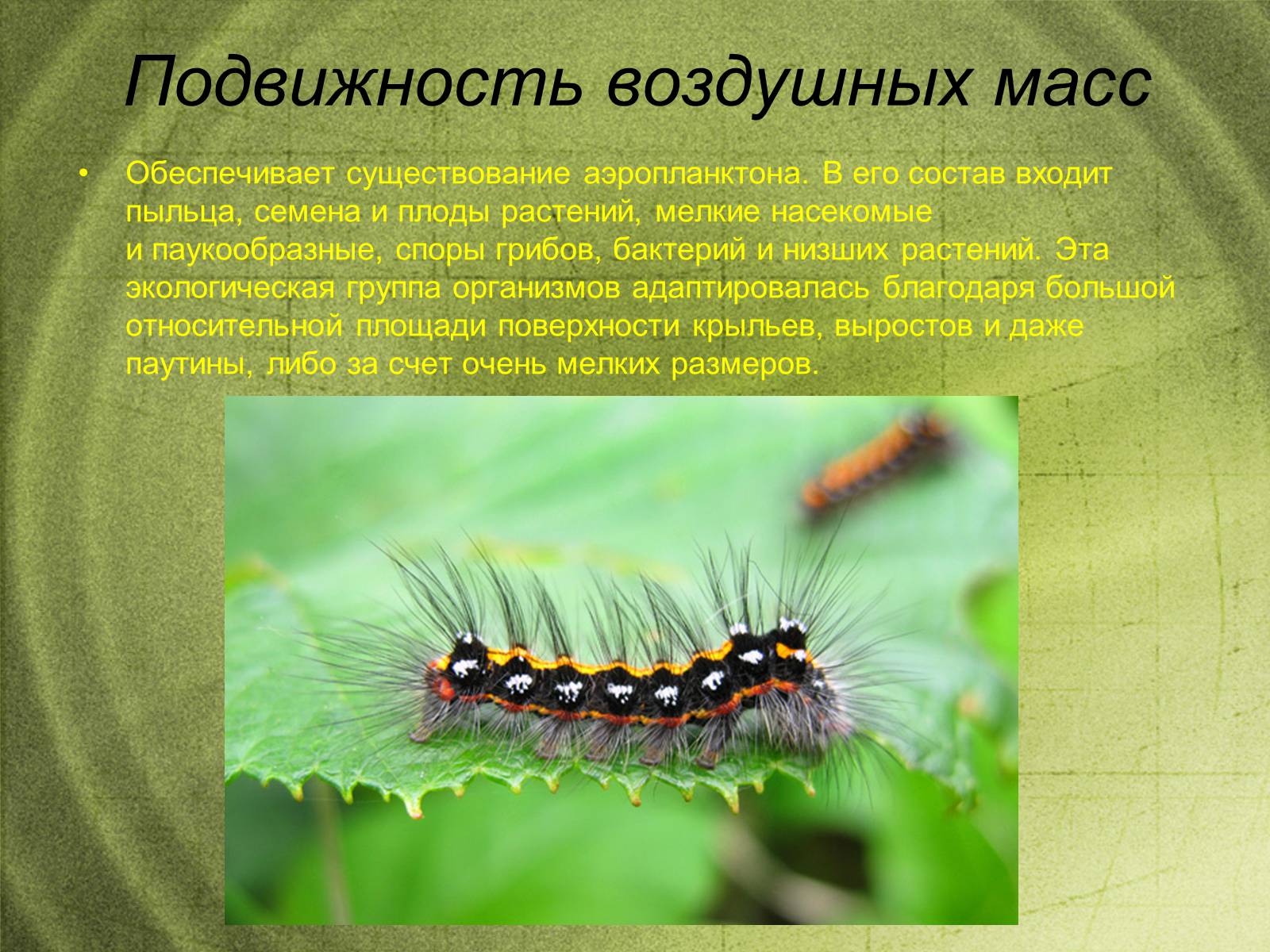 Презентація на тему «Наземно-воздушная среда обитания» - Слайд #6 Презентація на тему «Наземно-воздушная среда обитания» - Слайд #6