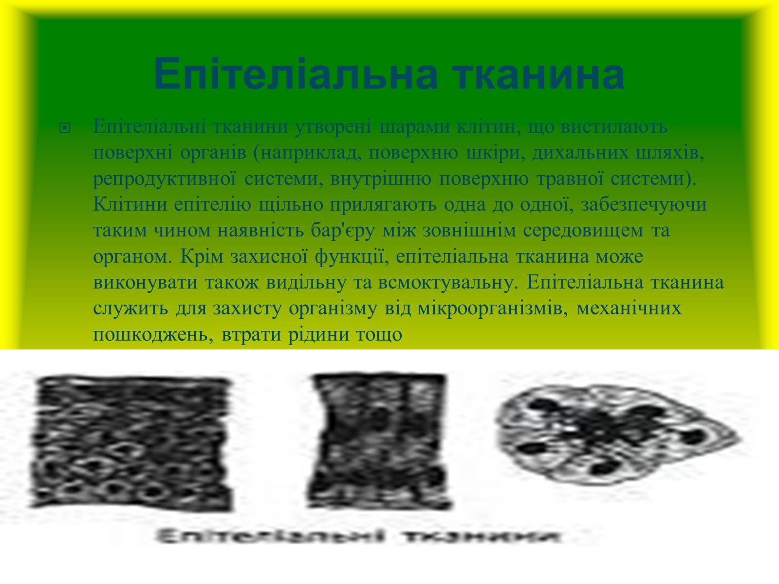 Презентація на тему «Багатоклітинні організми» - Слайд #11 Презентація на тему «Багатоклітинні організми» - Слайд #11