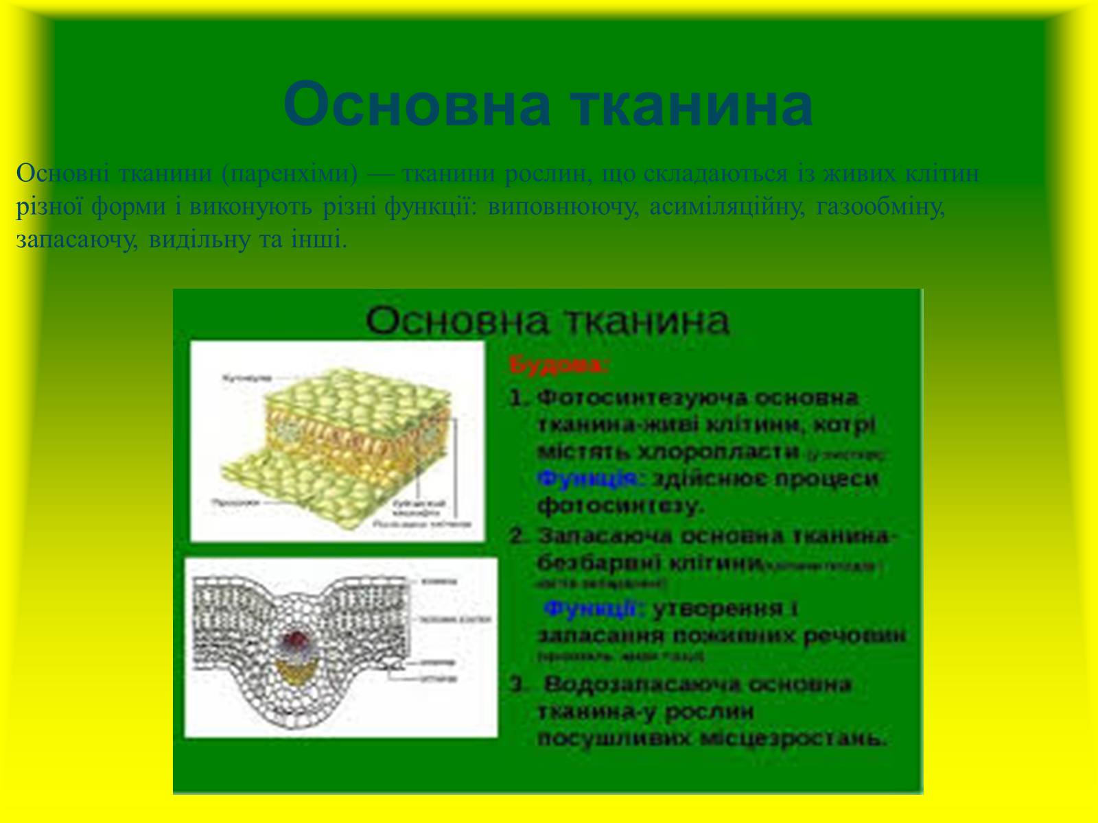 Презентація на тему «Багатоклітинні організми» - Слайд #13 Презентація на тему «Багатоклітинні організми» - Слайд #13