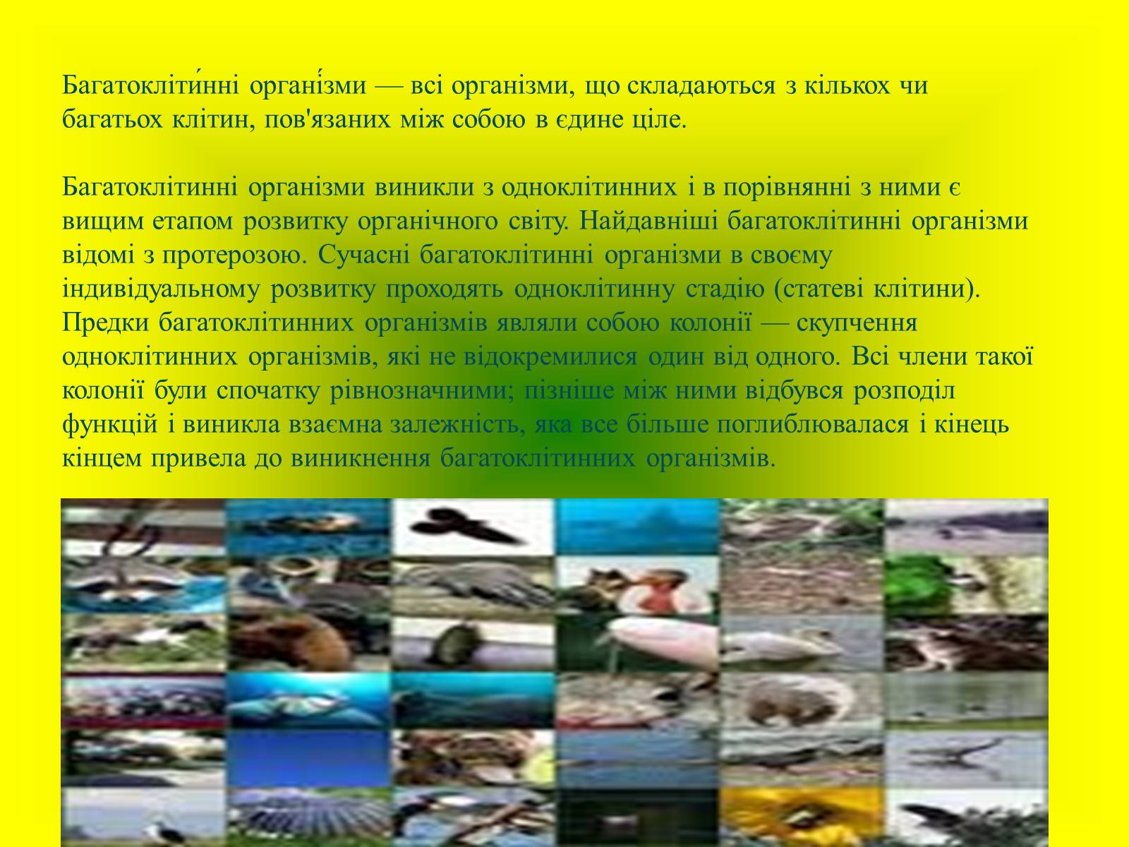 Презентація на тему «Багатоклітинні організми» - Слайд #4 Презентація на тему «Багатоклітинні організми» - Слайд #4