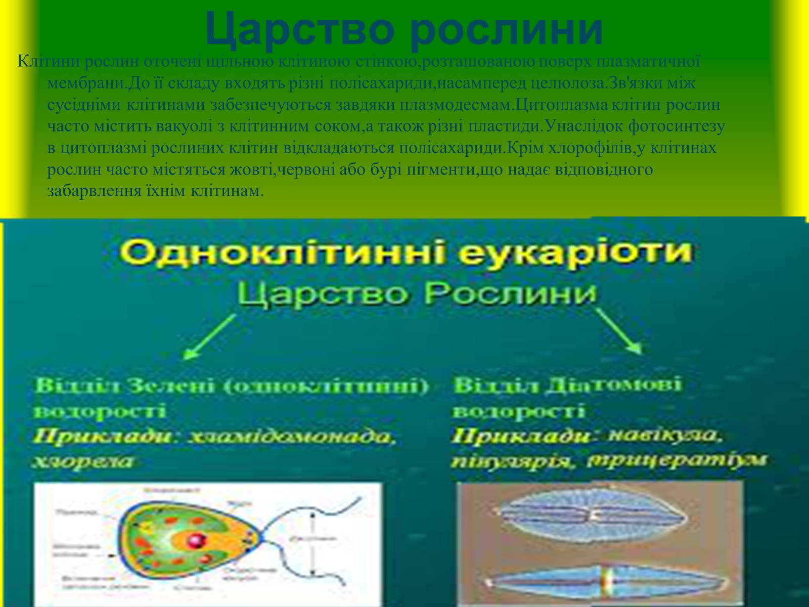 Презентація на тему «Багатоклітинні організми» - Слайд #5 Презентація на тему «Багатоклітинні організми» - Слайд #5