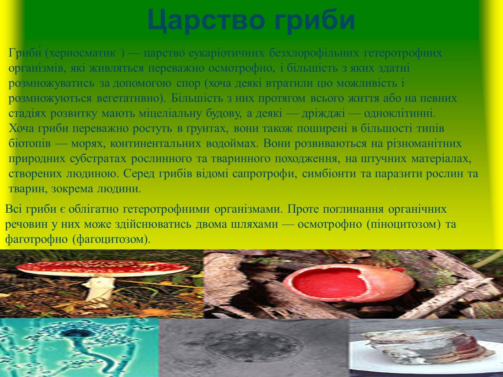 Презентація на тему «Багатоклітинні організми» - Слайд #6 Презентація на тему «Багатоклітинні організми» - Слайд #6
