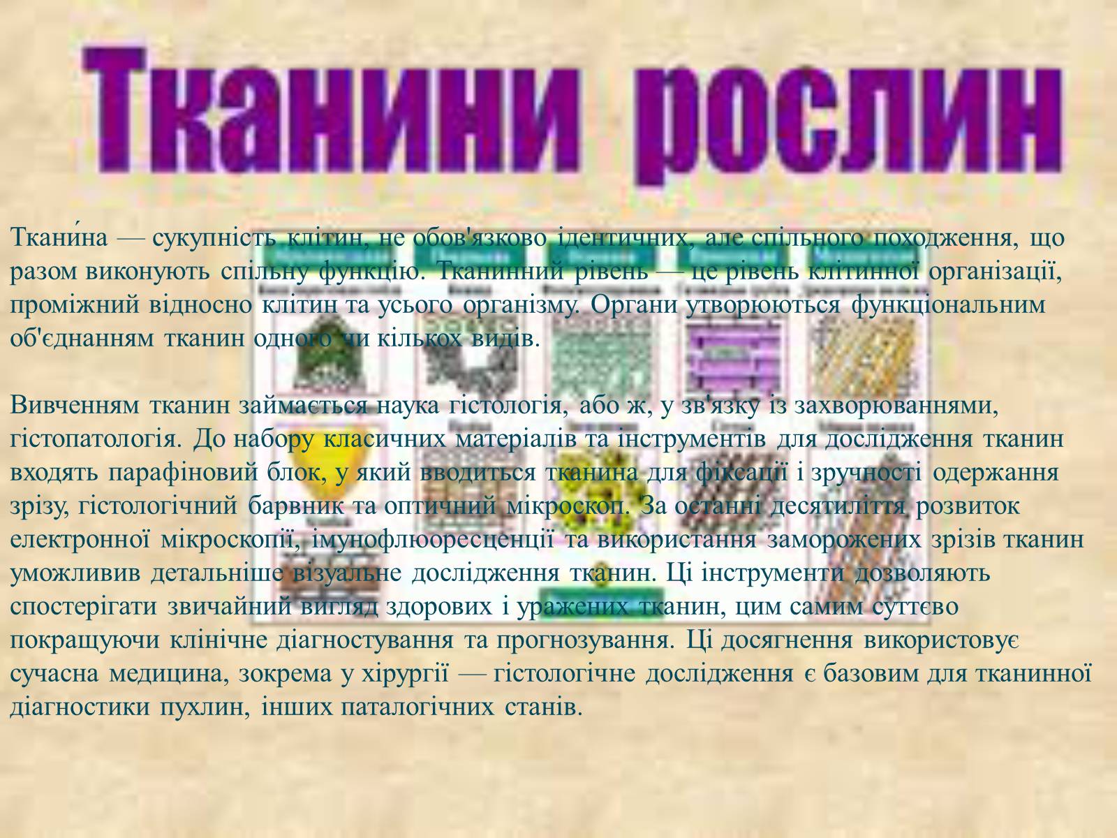 Презентація на тему «Багатоклітинні організми» - Слайд #8 Презентація на тему «Багатоклітинні організми» - Слайд #8