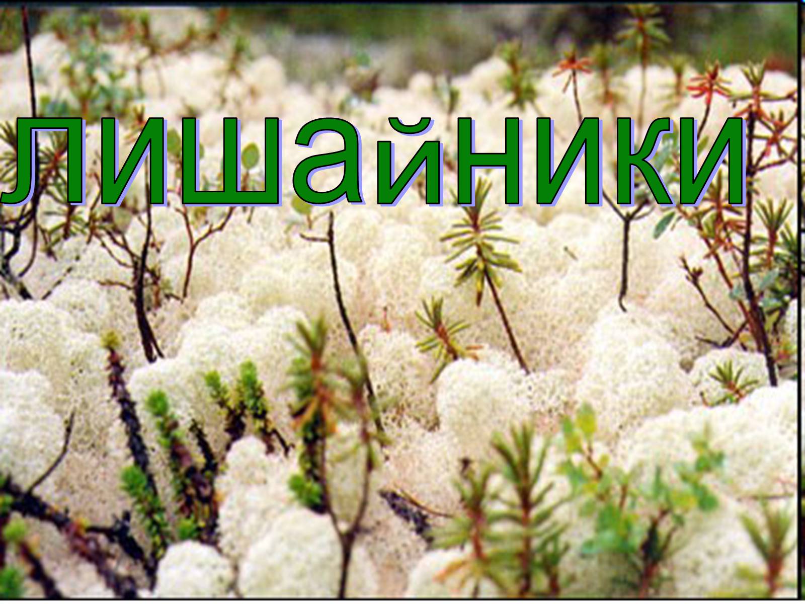 Презентація на тему «Лишайники» - Слайд #1 Презентація на тему «Лишайники» - Слайд #1