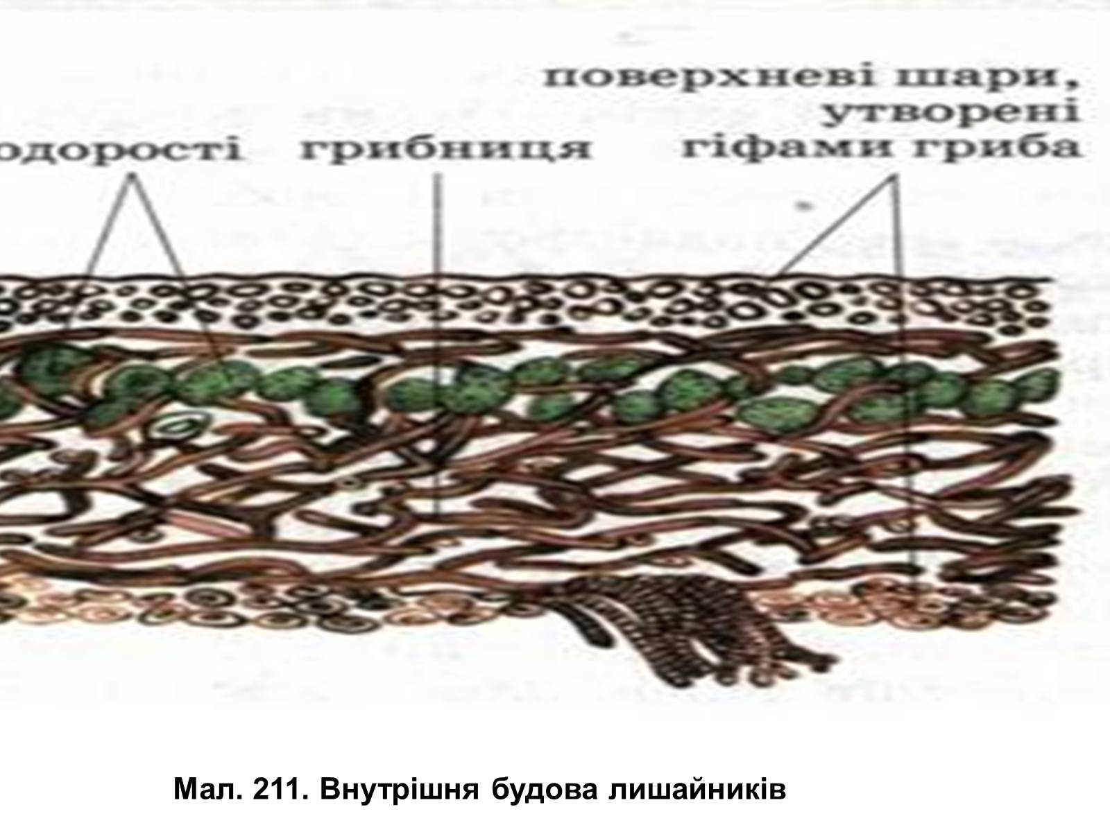 Презентація на тему «Лишайники» - Слайд #7 Презентація на тему «Лишайники» - Слайд #7