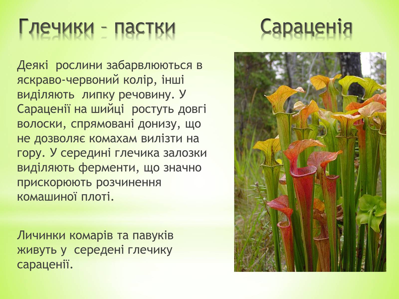 Презентація на тему «Хижаки-дивовижні рослини» - Слайд #2 Презентація на тему «Хижаки-дивовижні рослини» - Слайд #2