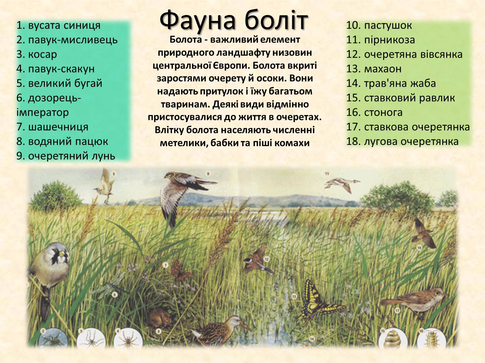 Презентація на тему «Тварини України» - Слайд #11 Презентація на тему «Тварини України» - Слайд #11