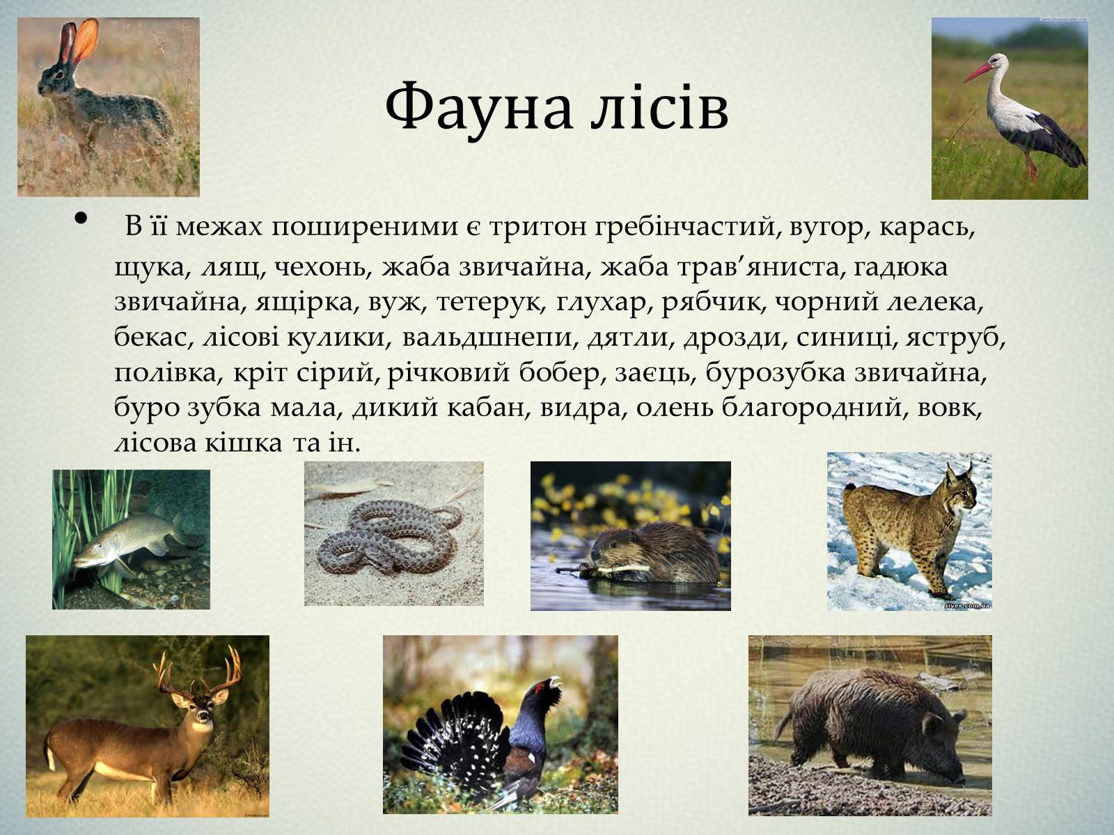 Презентація на тему «Тварини України» - Слайд #8 Презентація на тему «Тварини України» - Слайд #8