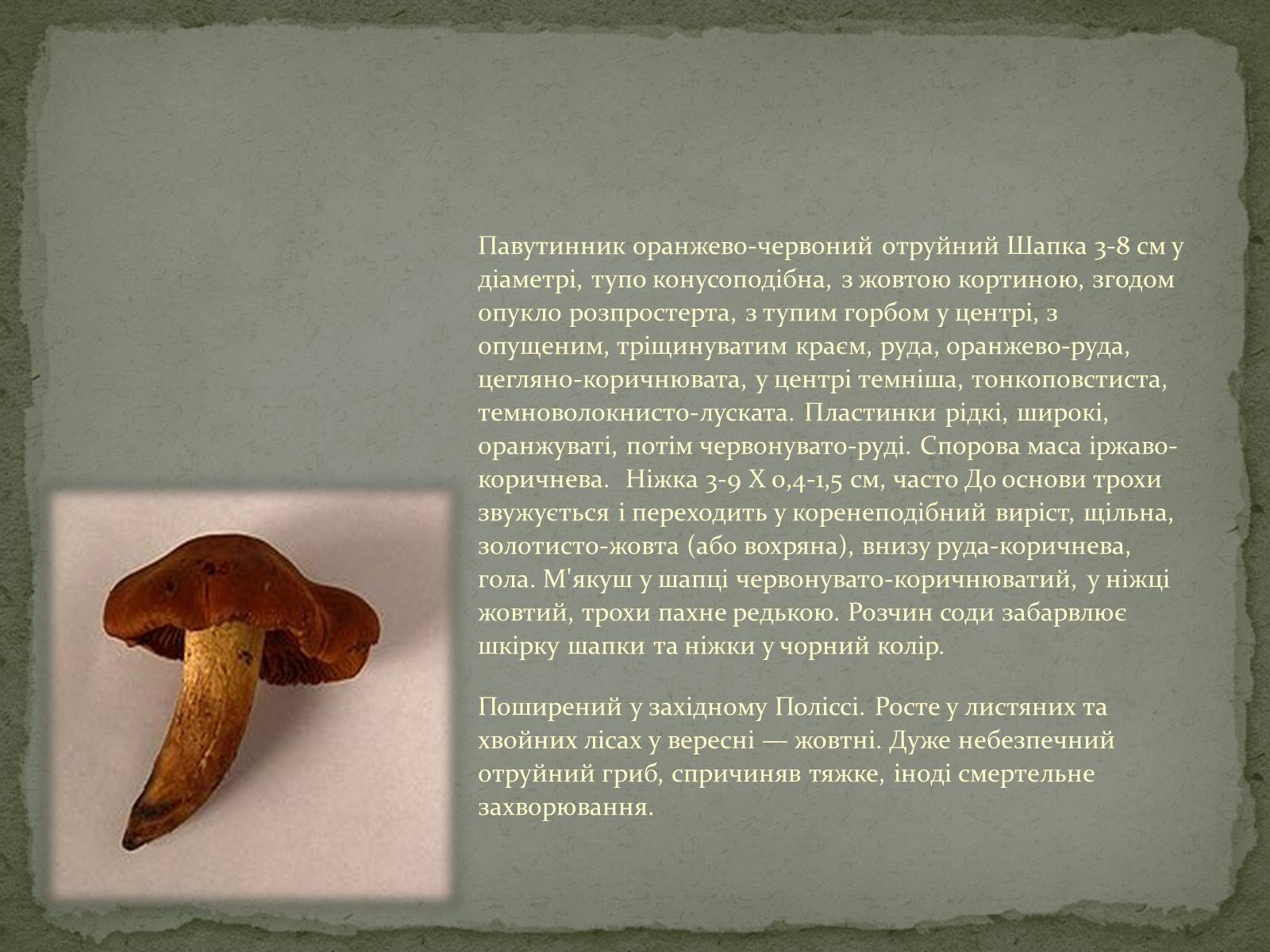 Презентація на тему «Гриби» (варіант 3) - Слайд #25 Презентація на тему «Гриби» (варіант 3) - Слайд #25