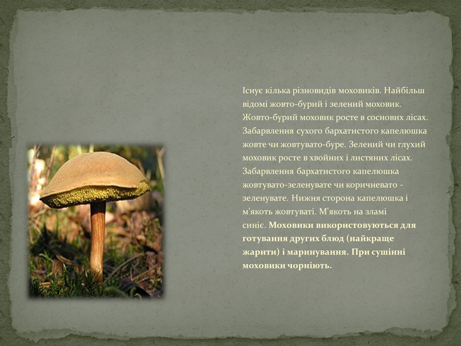 Презентація на тему «Гриби» (варіант 3) - Слайд #6 Презентація на тему «Гриби» (варіант 3) - Слайд #6