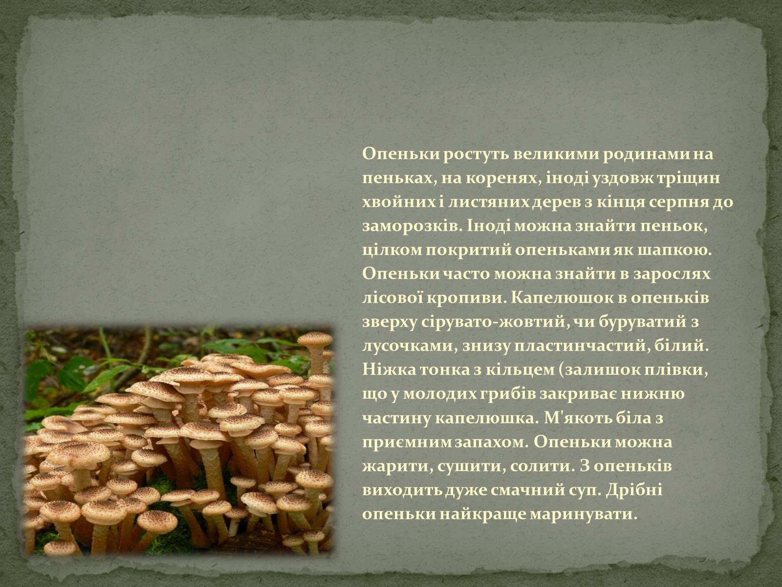 Презентація на тему «Гриби» (варіант 3) - Слайд #8 Презентація на тему «Гриби» (варіант 3) - Слайд #8