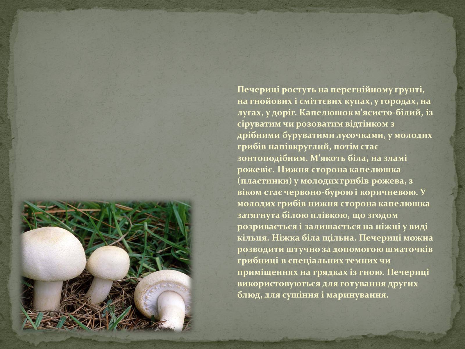 Презентація на тему «Гриби» (варіант 3) - Слайд #9 Презентація на тему «Гриби» (варіант 3) - Слайд #9