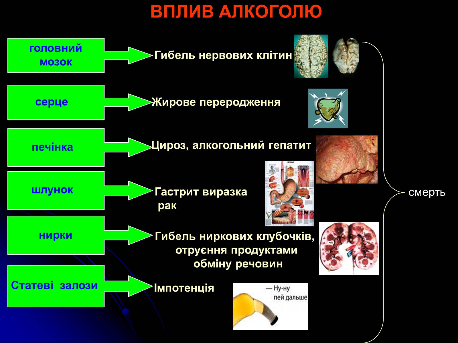 Презентація на тему «Алкоголь і алкоголізм» - Слайд #13 Презентація на тему «Алкоголь і алкоголізм» - Слайд #13