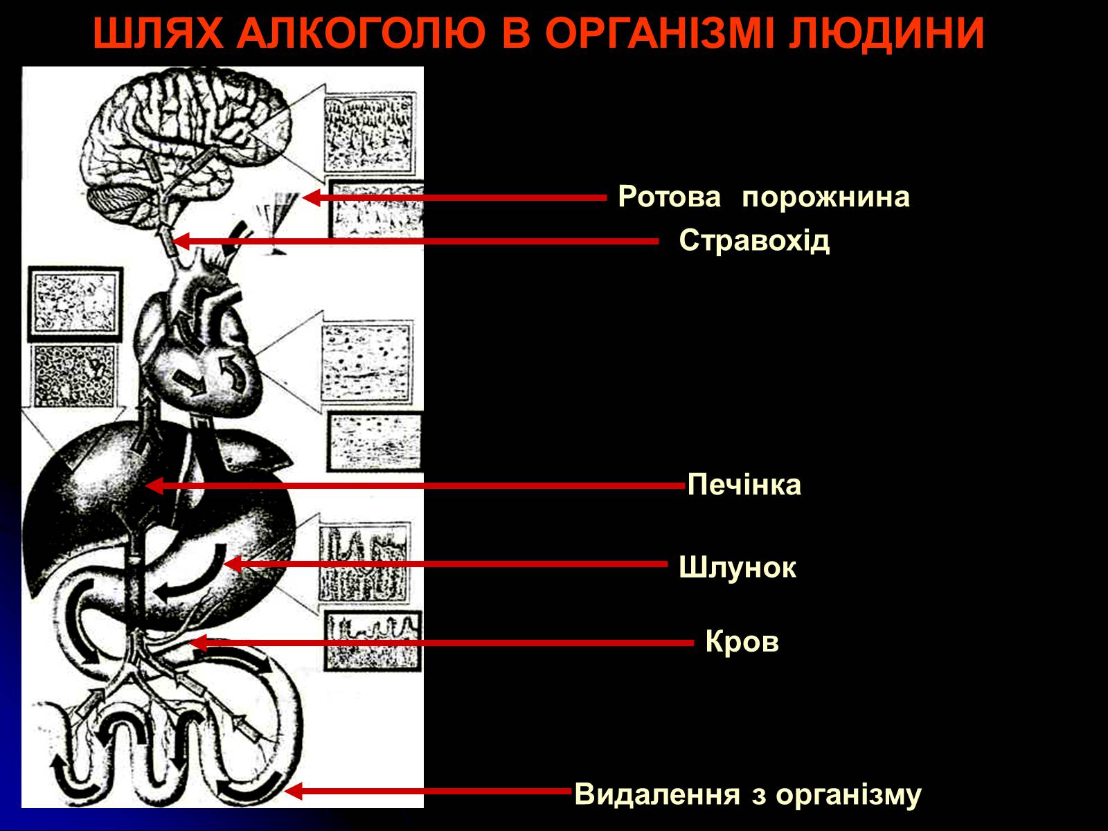 Презентація на тему «Алкоголь і алкоголізм» - Слайд #7 Презентація на тему «Алкоголь і алкоголізм» - Слайд #7