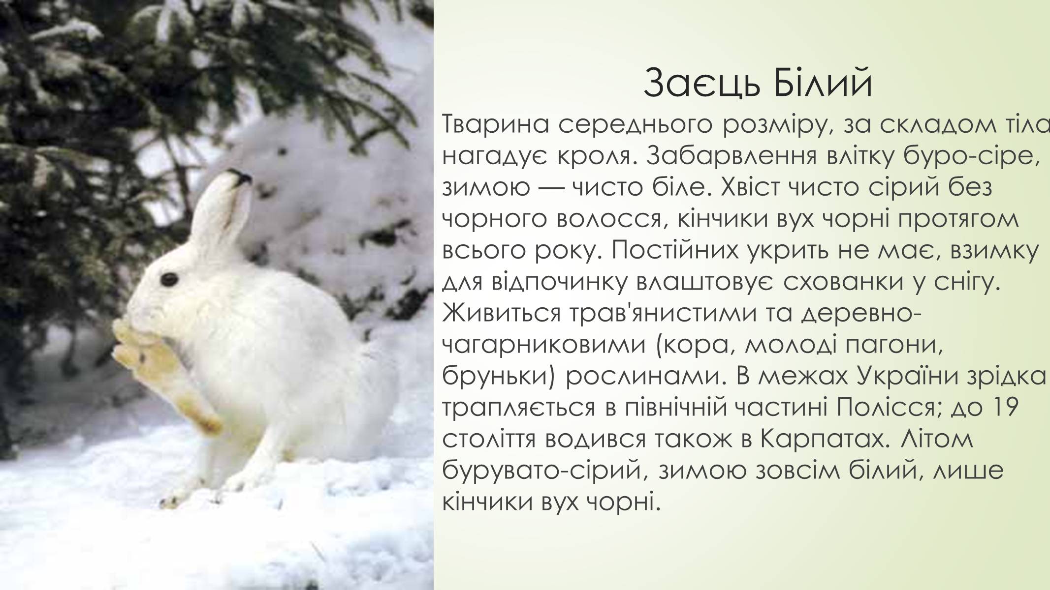 Презентація на тему «Рослини і тварини Сумщини занесені до Червоної книги України» - Слайд #5 Презентація на тему «Рослини і тварини Сумщини занесені до Червоної книги України» - Слайд #5