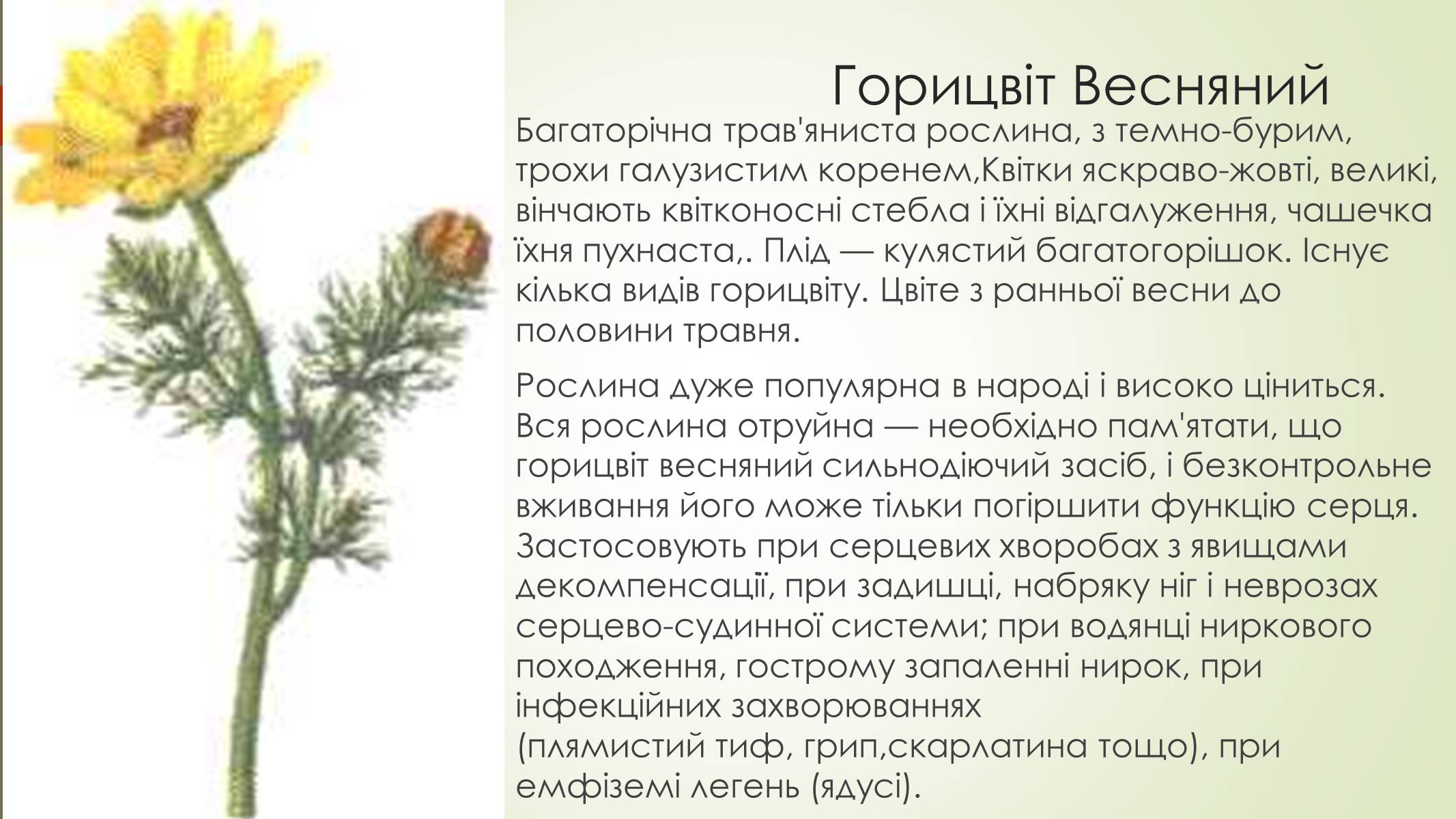 Презентація на тему «Рослини і тварини Сумщини занесені до Червоної книги України» - Слайд #6 Презентація на тему «Рослини і тварини Сумщини занесені до Червоної книги України» - Слайд #6