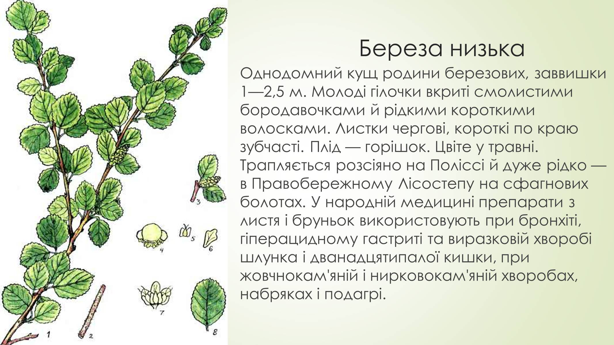 Презентація на тему «Рослини і тварини Сумщини занесені до Червоної книги України» - Слайд #7 Презентація на тему «Рослини і тварини Сумщини занесені до Червоної книги України» - Слайд #7