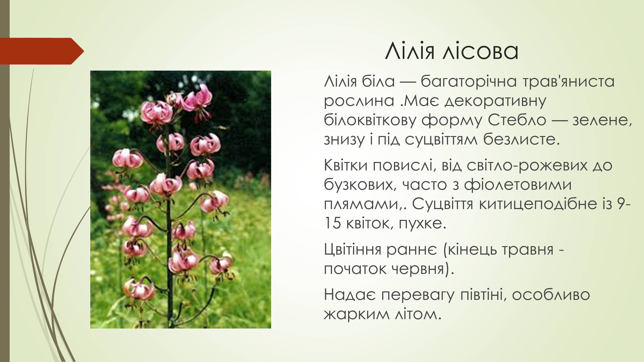 Презентація на тему «Рослини і тварини Сумщини занесені до Червоної книги України» - Слайд #8 Презентація на тему «Рослини і тварини Сумщини занесені до Червоної книги України» - Слайд #8