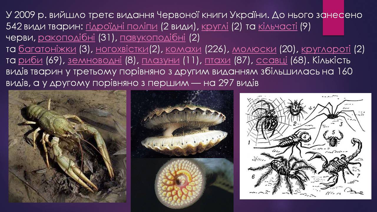 Презентація на тему «Червона книга України» (варіант 16) - Слайд #6 Презентація на тему «Червона книга України» (варіант 16) - Слайд #6