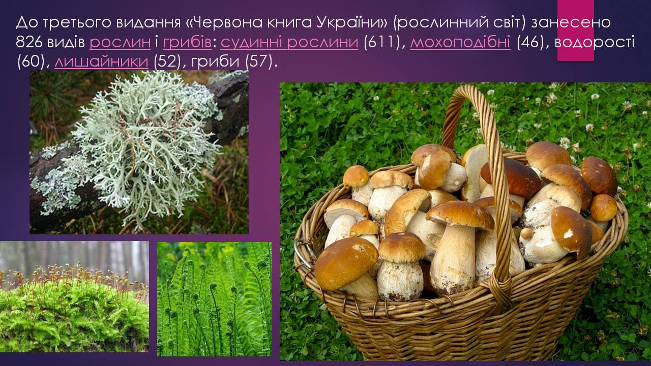 Презентація на тему «Червона книга України» (варіант 16) - Слайд #7 Презентація на тему «Червона книга України» (варіант 16) - Слайд #7