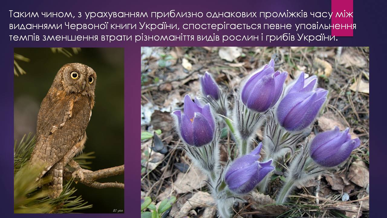 Презентація на тему «Червона книга України» (варіант 16) - Слайд #9 Презентація на тему «Червона книга України» (варіант 16) - Слайд #9