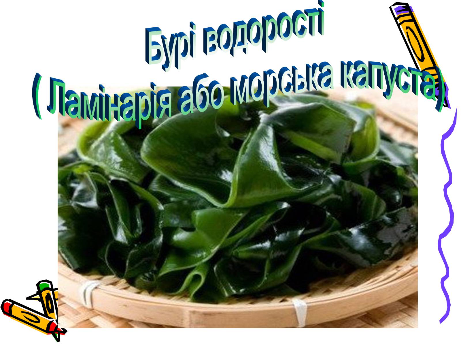 Презентація на тему «Водорості» (варіант 1) - Слайд #11 Презентація на тему «Водорості» (варіант 1) - Слайд #11