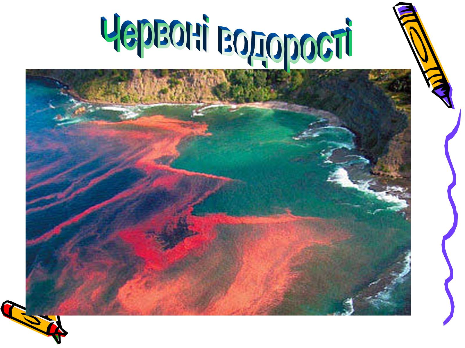 Презентація на тему «Водорості» (варіант 1) - Слайд #14 Презентація на тему «Водорості» (варіант 1) - Слайд #14