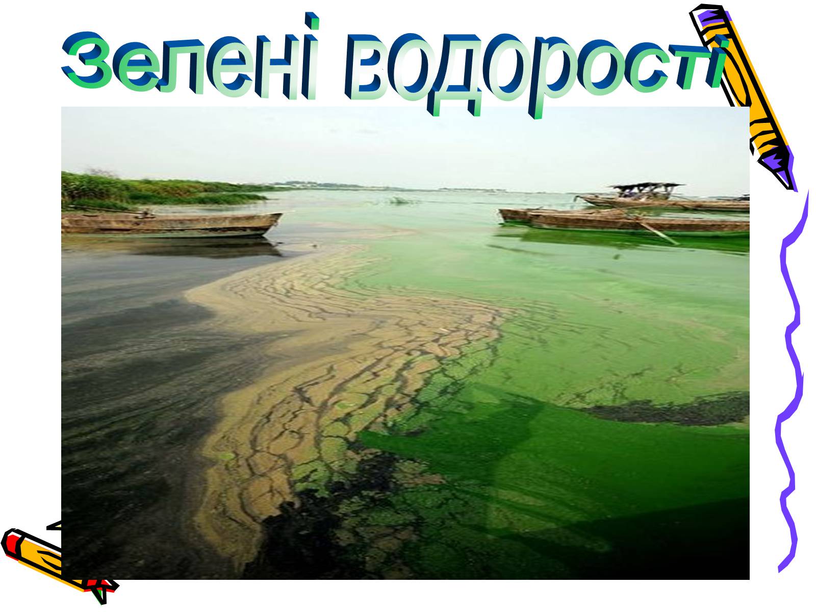Презентація на тему «Водорості» (варіант 1) - Слайд #2 Презентація на тему «Водорості» (варіант 1) - Слайд #2