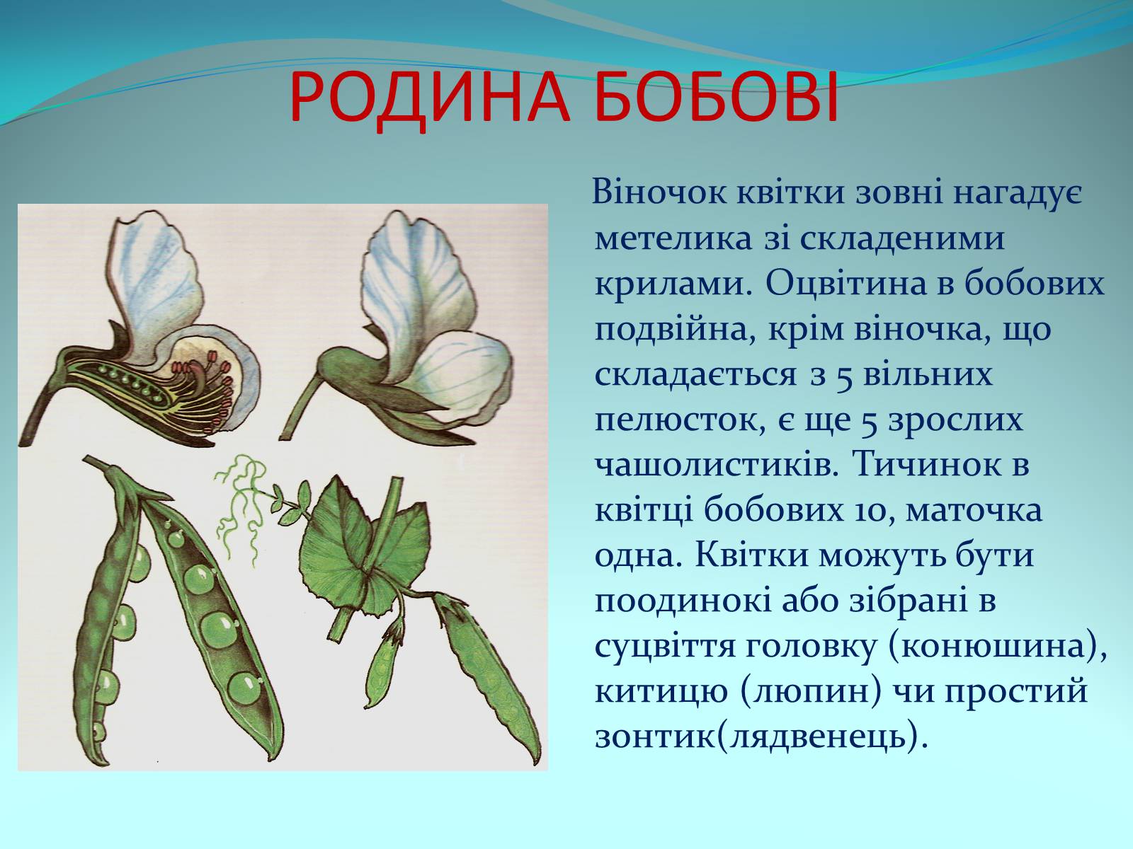 Презентація на тему «Різноманітність покритонасінних рослин» - Слайд #34