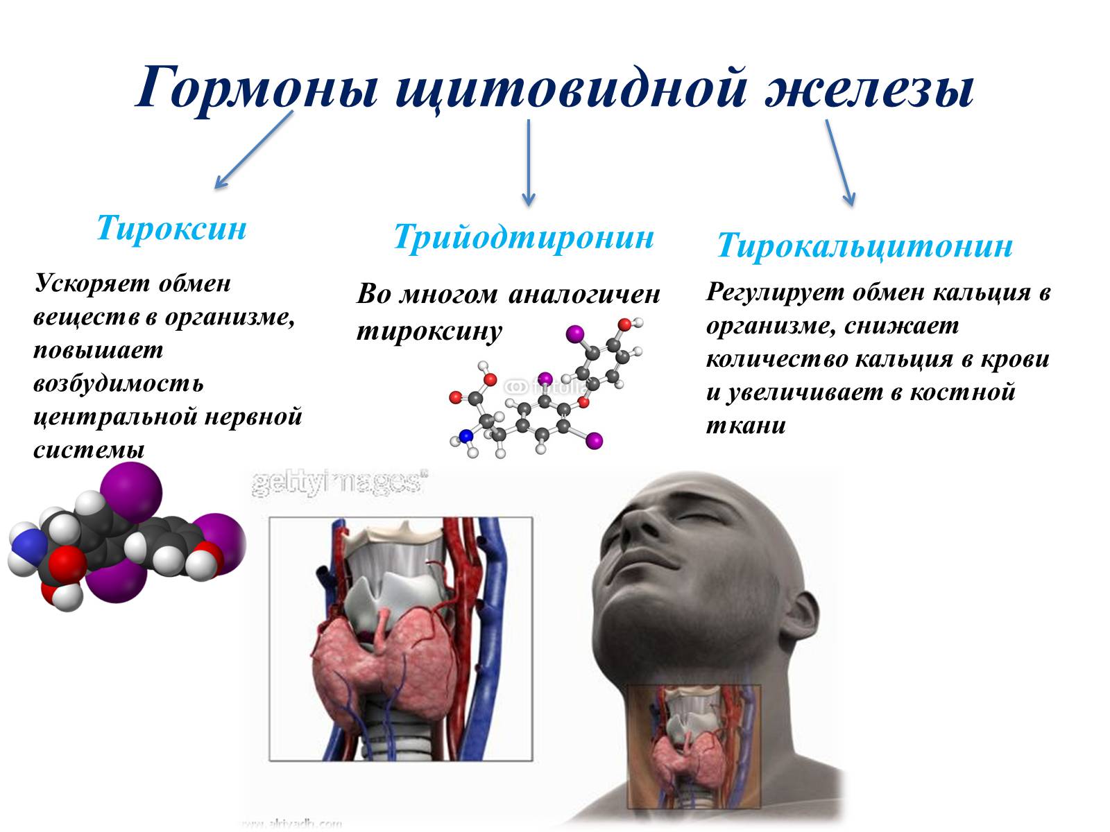 Презентація на тему «Гормоны» (варіант 1) - Слайд #12 Презентація на тему «Гормоны» (варіант 1) - Слайд #12
