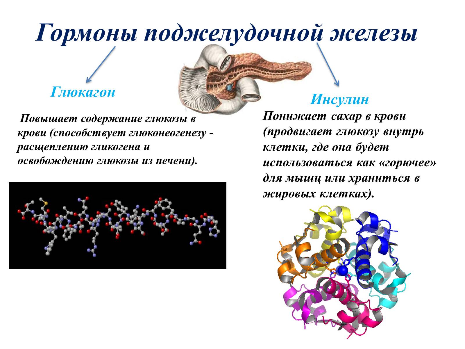Презентація на тему «Гормоны» (варіант 1) - Слайд #17 Презентація на тему «Гормоны» (варіант 1) - Слайд #17