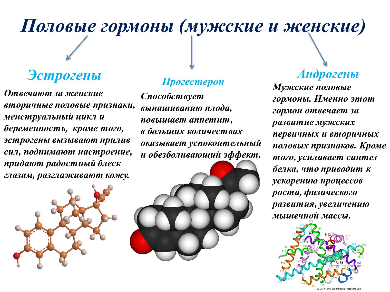 Презентація на тему «Гормоны» (варіант 1) - Слайд #19 Презентація на тему «Гормоны» (варіант 1) - Слайд #19