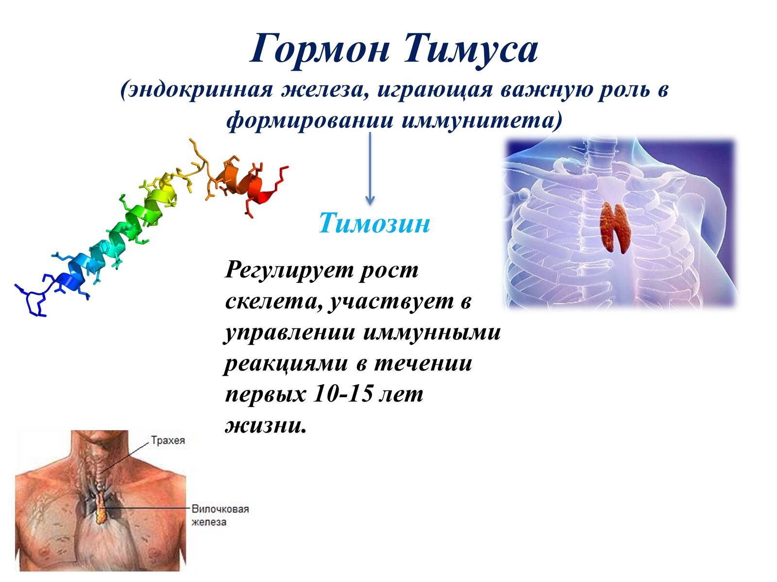 Презентація на тему «Гормоны» (варіант 1) - Слайд #21 Презентація на тему «Гормоны» (варіант 1) - Слайд #21