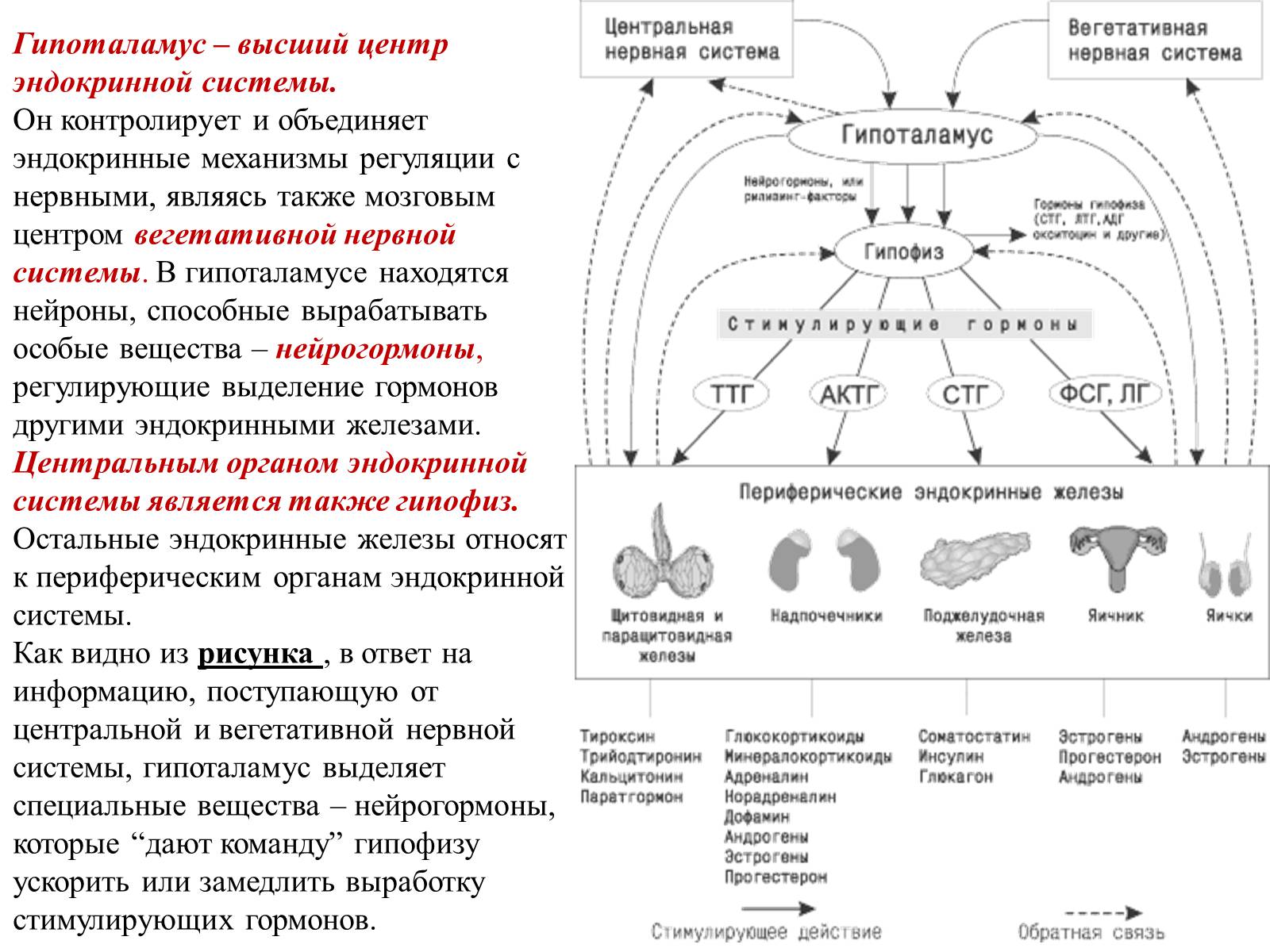Презентація на тему «Гормоны» (варіант 1) - Слайд #6 Презентація на тему «Гормоны» (варіант 1) - Слайд #6
