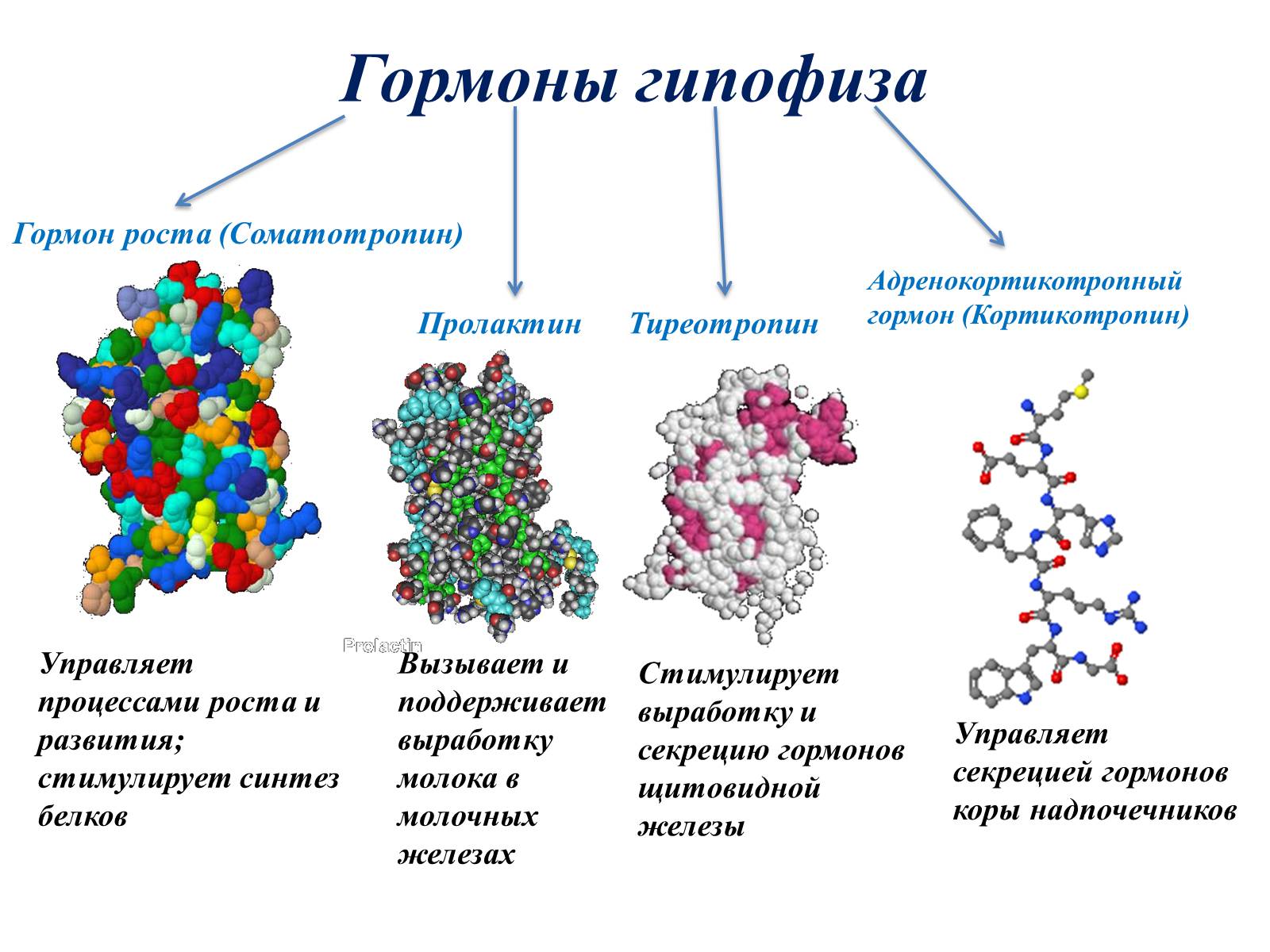 Презентація на тему «Гормоны» (варіант 1) - Слайд #7 Презентація на тему «Гормоны» (варіант 1) - Слайд #7