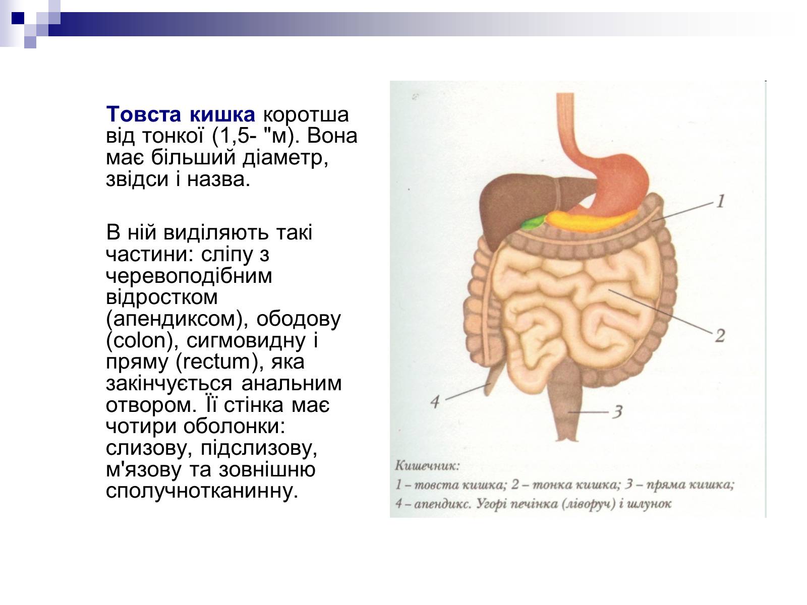 Презентація на тему «Органи травлення людини» - Слайд #12 Презентація на тему «Органи травлення людини» - Слайд #12