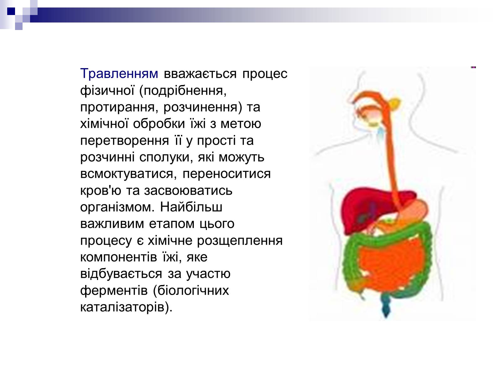 Презентація на тему «Органи травлення людини» - Слайд #2 Презентація на тему «Органи травлення людини» - Слайд #2